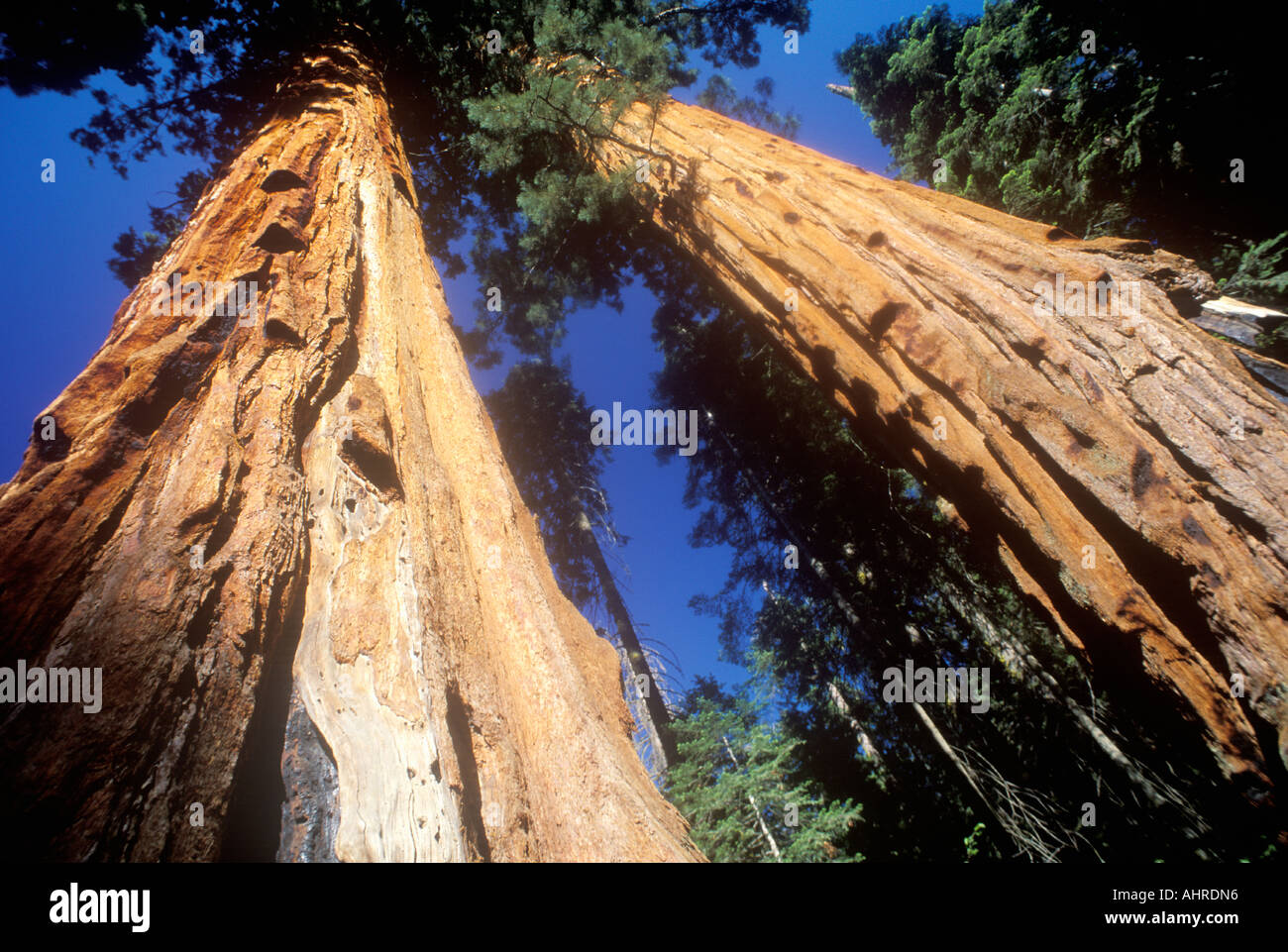Séquoias Géants Sequoia National Park California Banque D'Images