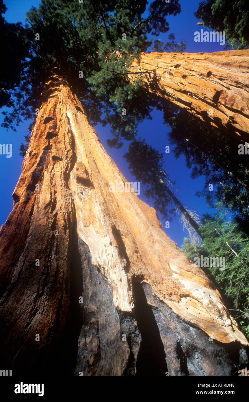 Séquoias Géants Sequoia National Park California Banque D'Images