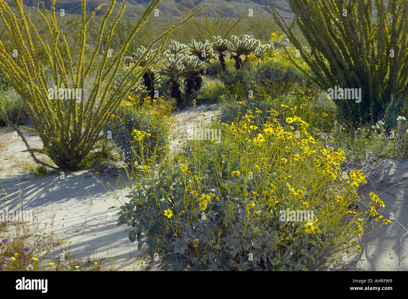 La société s'épanouit et désert jaune d'or des fleurs au printemps à Anza Borrego Desert Coyote Canyon State Park près de Anza Borrego Banque D'Images
