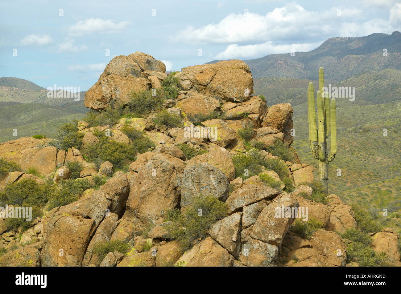 Saguaro cactus et colline avec montagnes en arrière-plan, à partir de la Route 89 dans les Superstition Mountains à l'est de Phoenix, AZ Banque D'Images