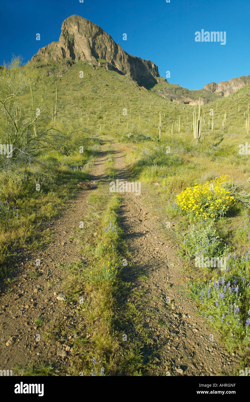 Les traces de pneus terre menant à Picacho Peak State Park au nord de Tucson AZ dans le printemps ! Banque D'Images