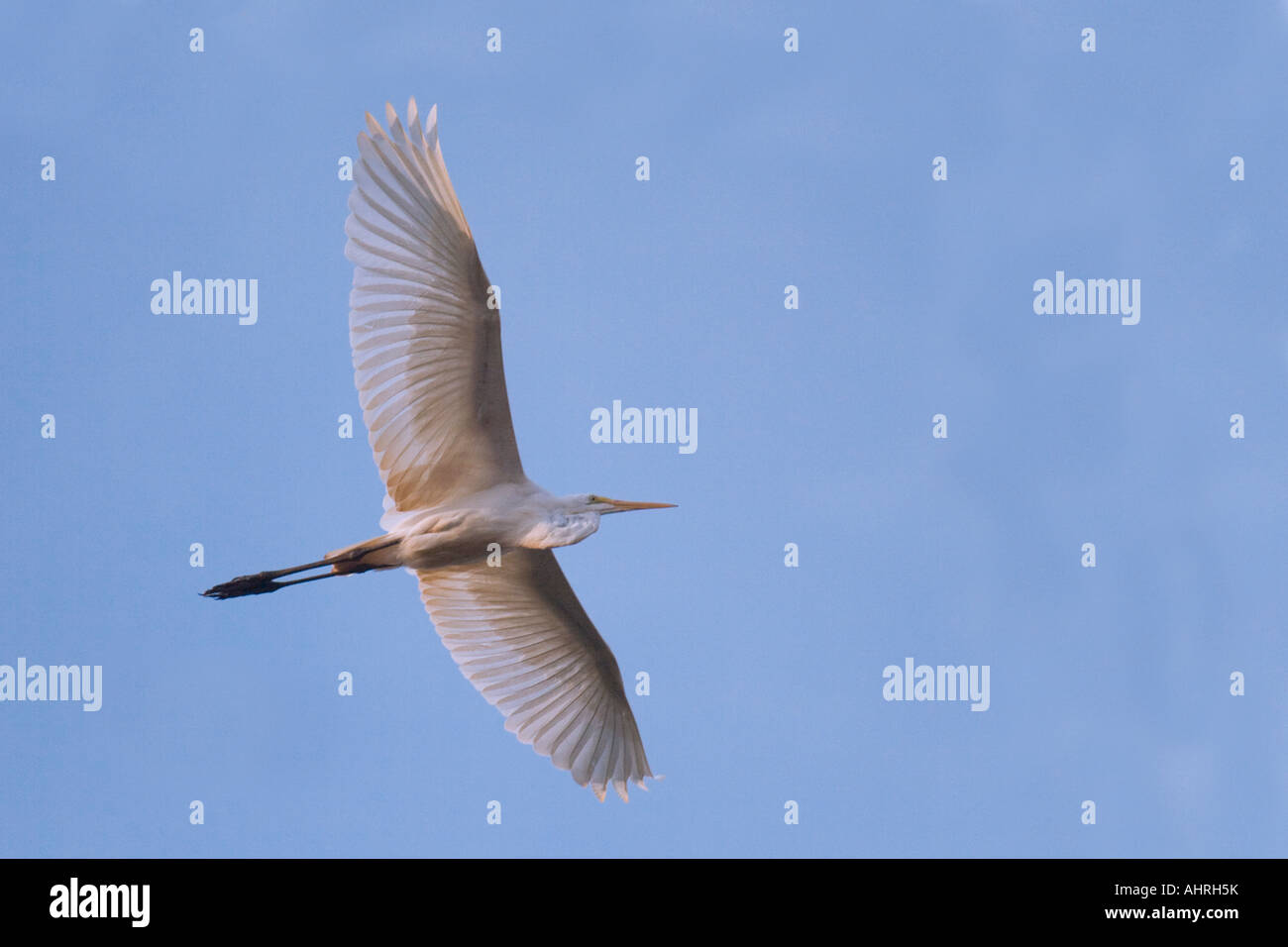 Voler Heron contre le ciel bleu Banque D'Images