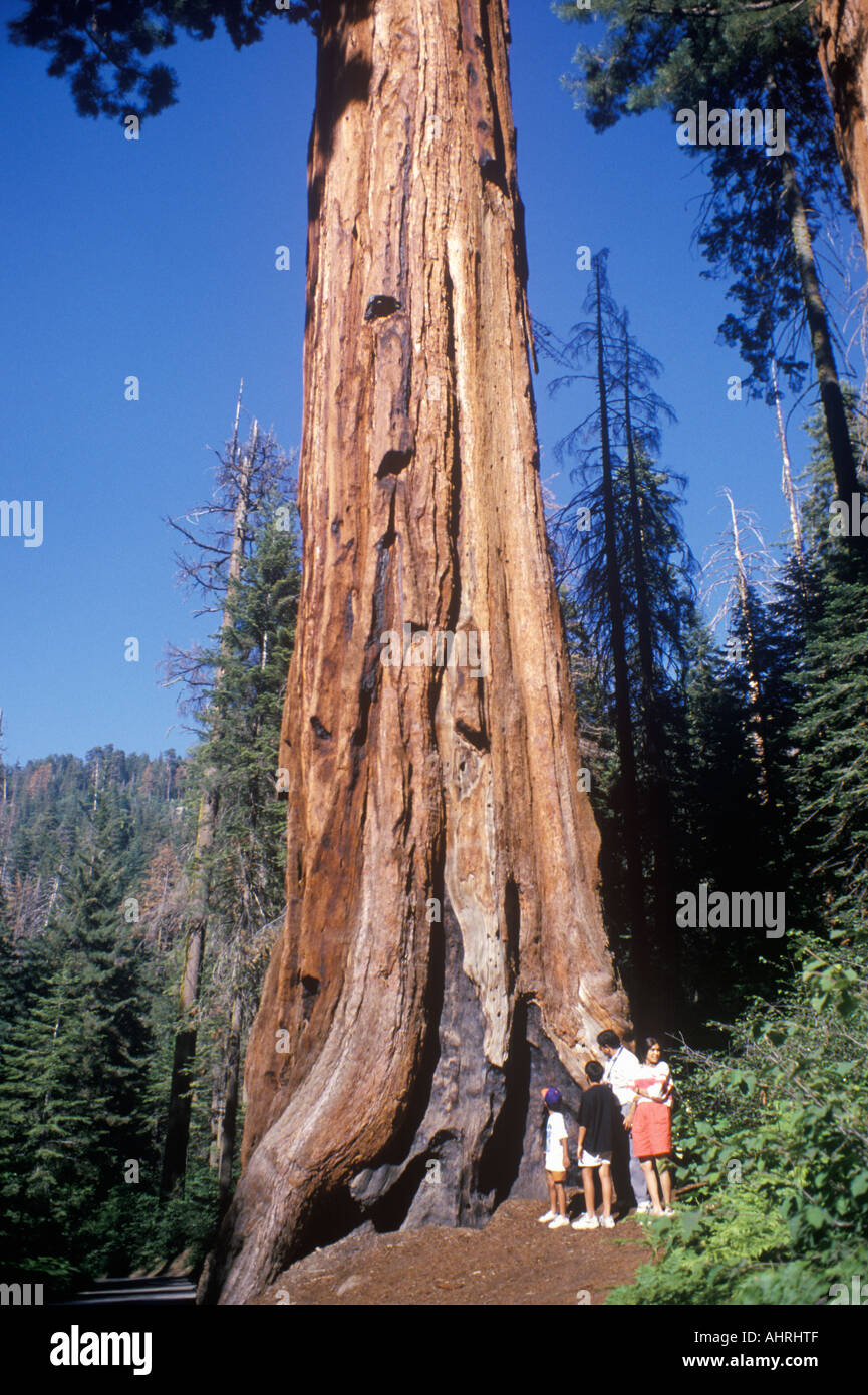 Arbre Séquoia géant de Californie Sequoia National Park Banque D'Images