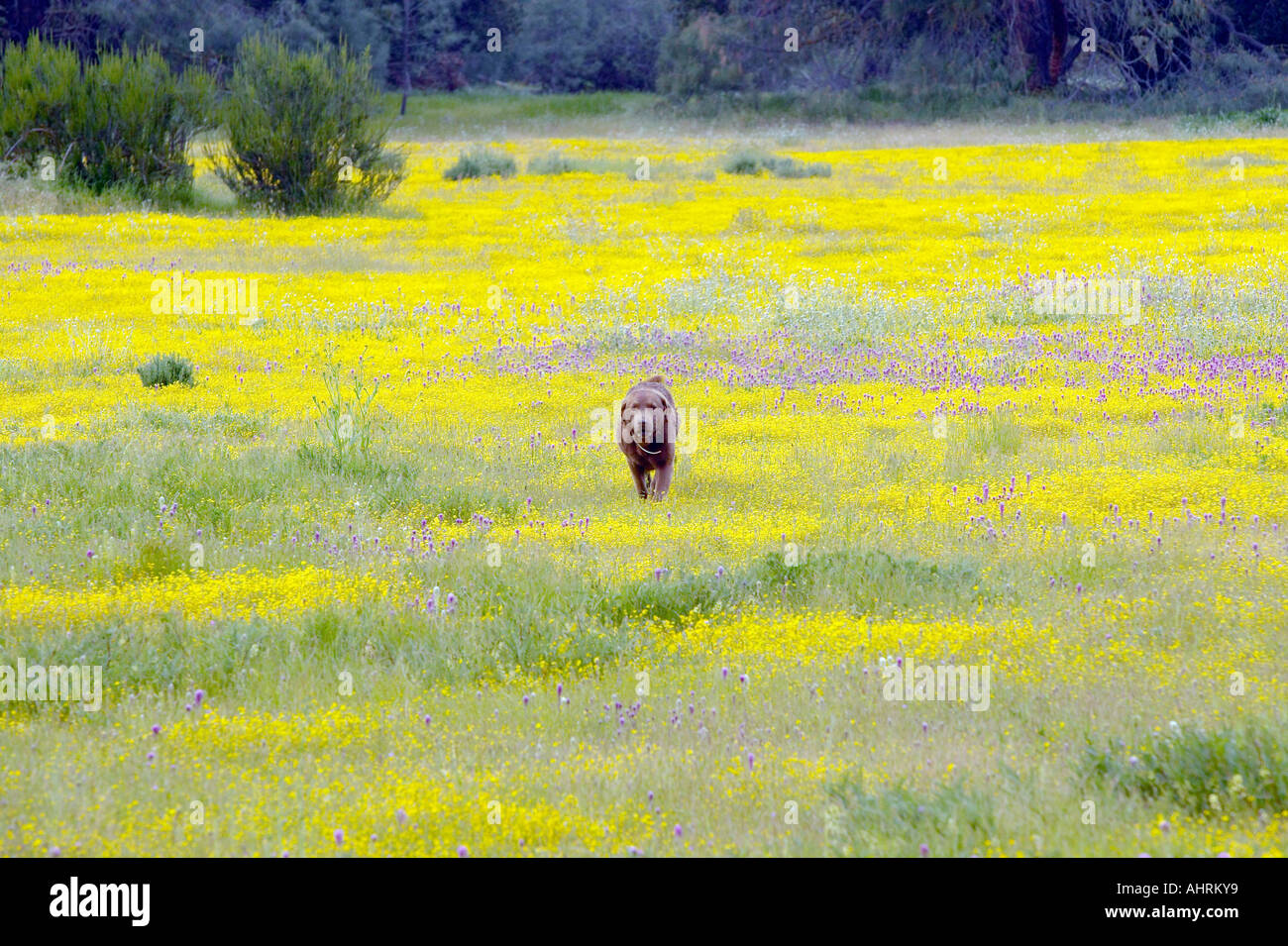 Promenade de chien labrador dans le champ de fleurs jaune d'or dans le désert près de l'autoroute 58 Est de Santa Margarita CA Banque D'Images