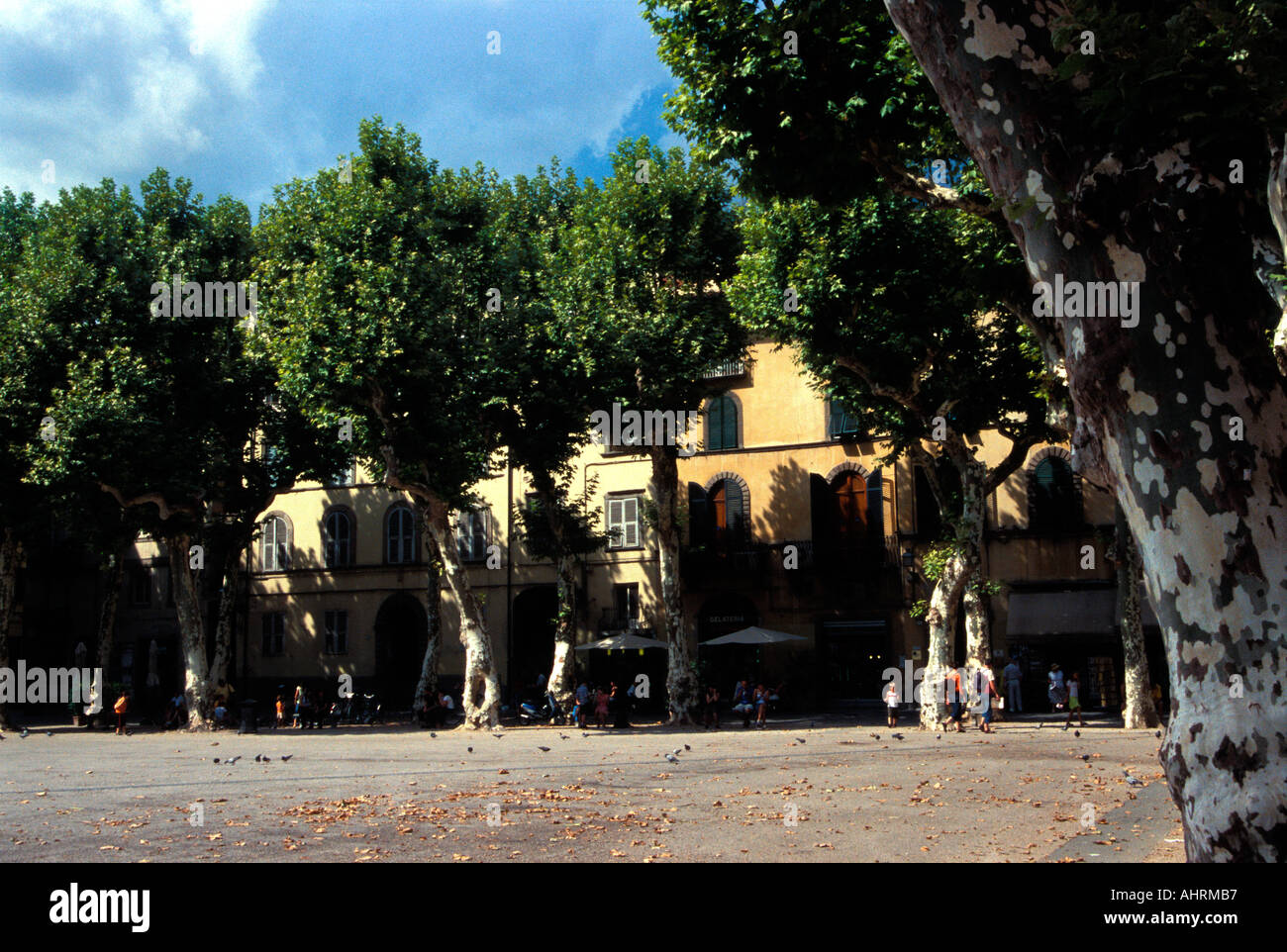 Piazza Napoleone, Lucca, Italie. Banque D'Images