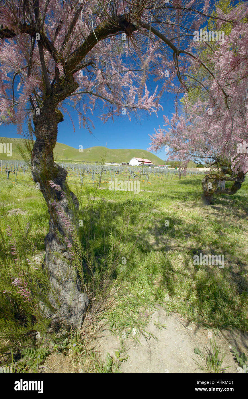 Vignoble et ancienne grange avec des fleurs colorées coquelicots de Californie et rose blossoming tree off road Shell près de l'autoroute 58 Banque D'Images
