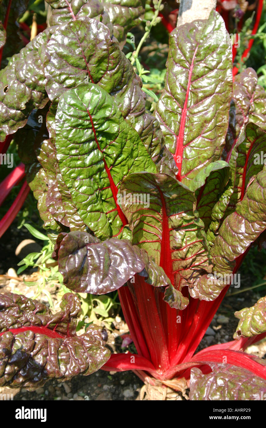Mangold rouge plante Beta vulgaris cicla var Ringo Banque D'Images