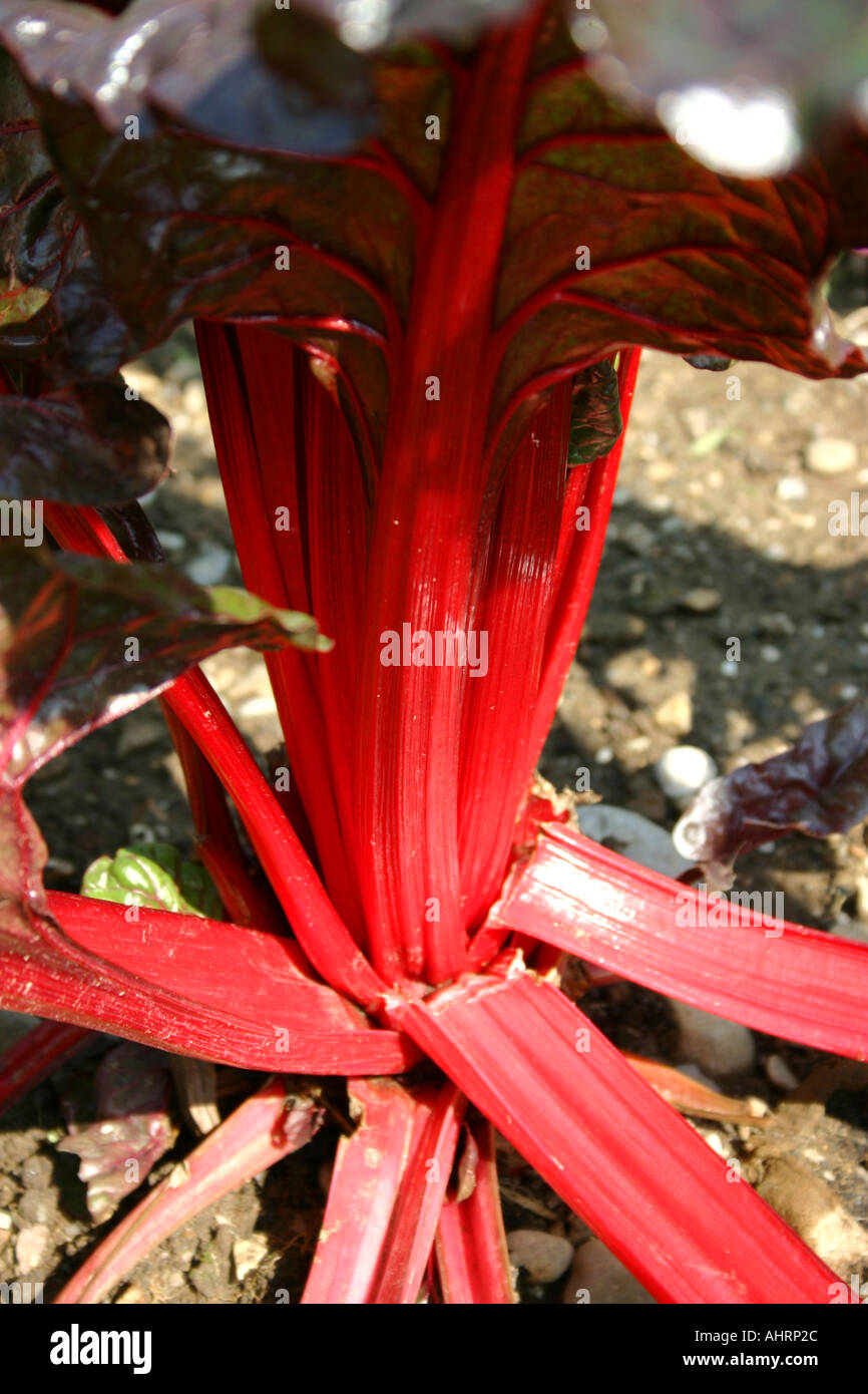 Mangold rouge plante Beta vulgaris cicla var Ringo Banque D'Images