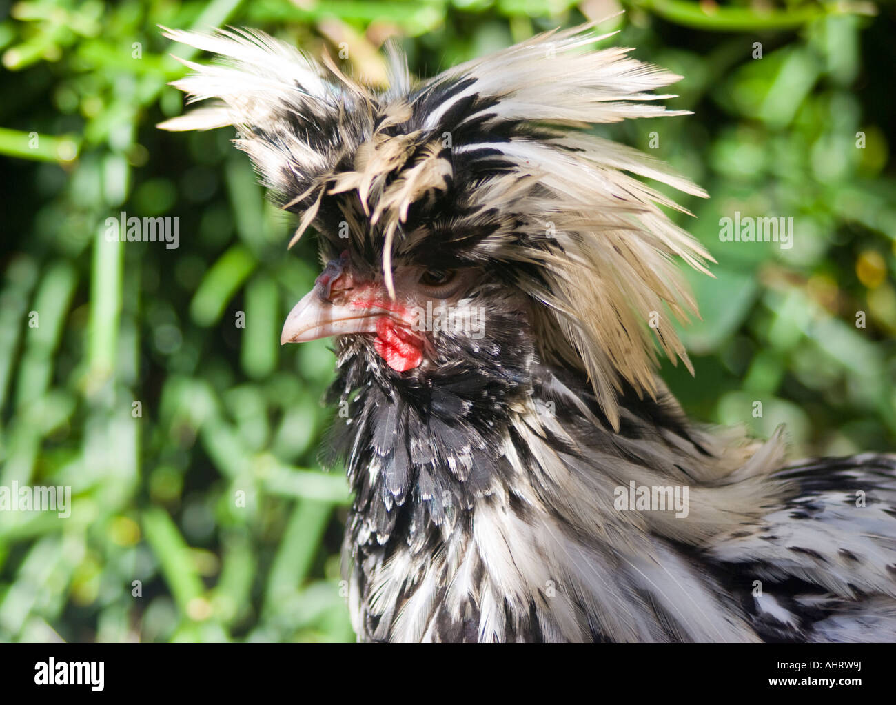 Spitzhauben Appenzeller hen Banque D'Images