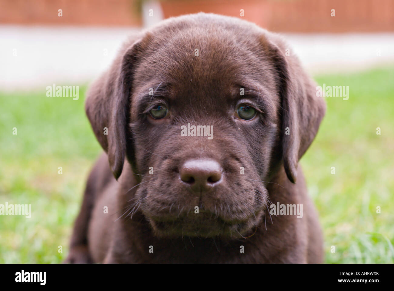 Close up photo de Labrador, chiot Banque D'Images