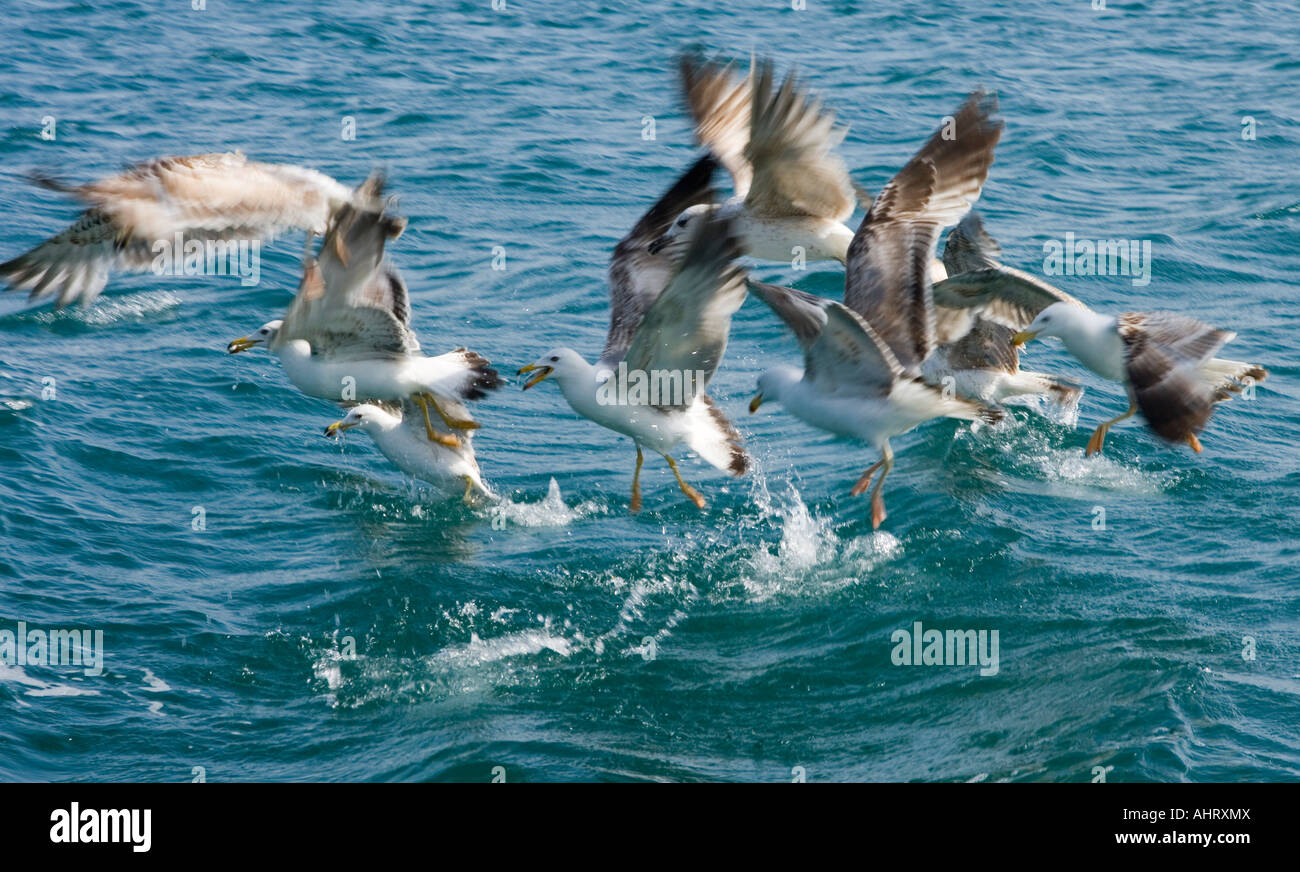 Mouettes attrapant des poissons près du cap de Kaliakra, mer Noire, Balkans, Bulgarie Banque D'Images