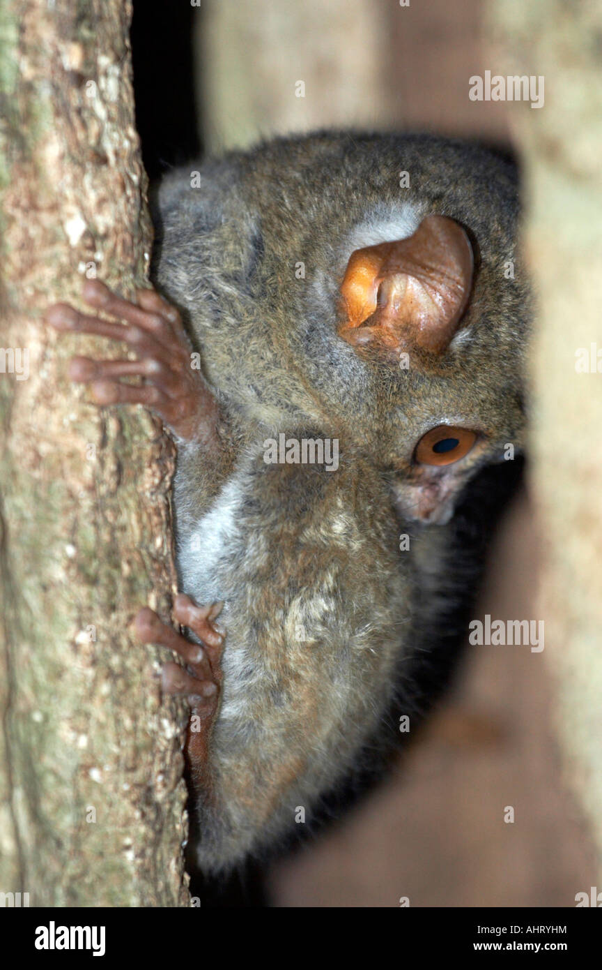 Spectre Tarsier dans la réserve naturelle de Tangkoko , Nord de Sulawesi, en Indonésie. Le plus petit primate du monde Banque D'Images