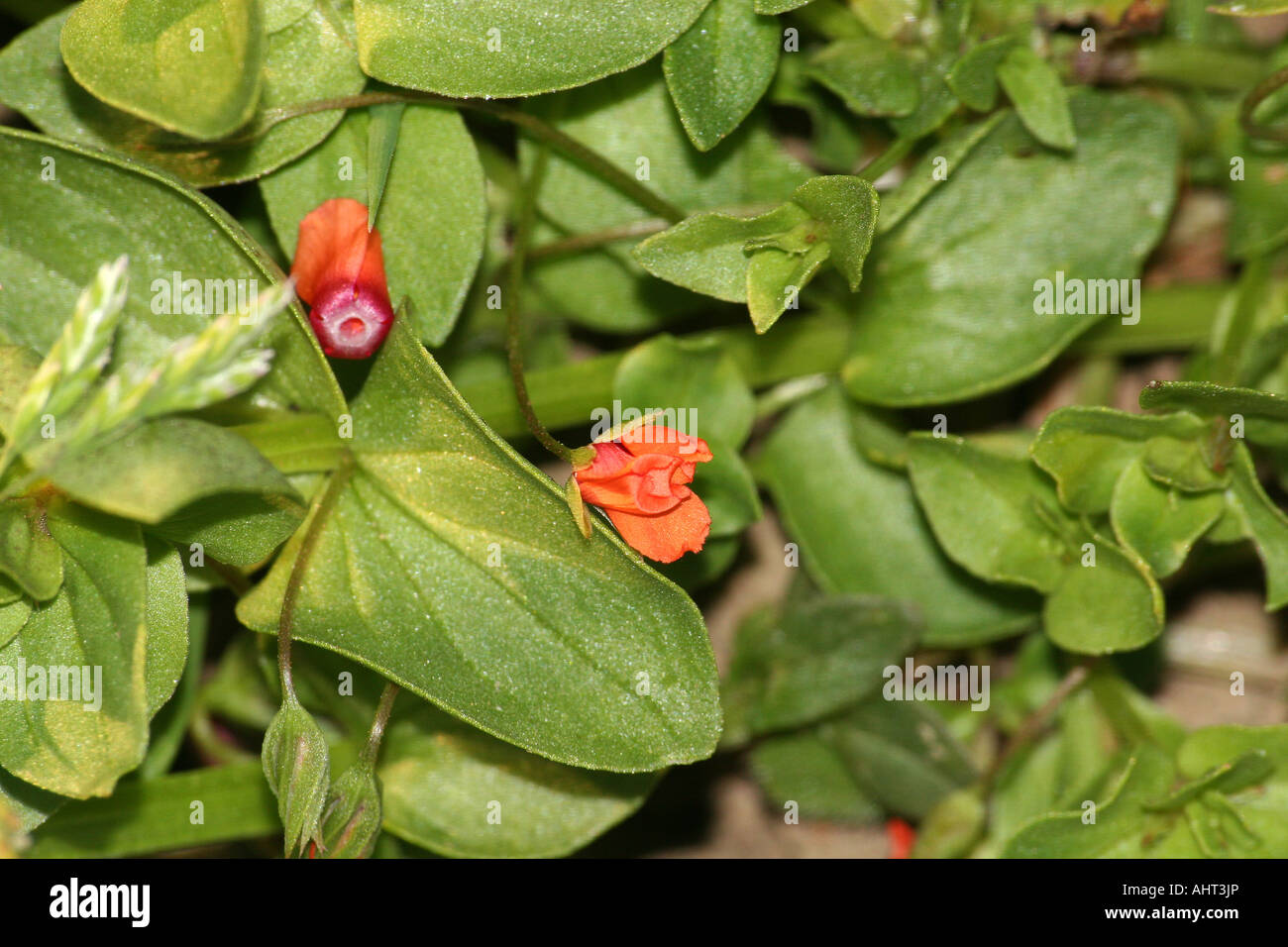De minuscules fleurs Mouron rouge dans le champ. Banque D'Images