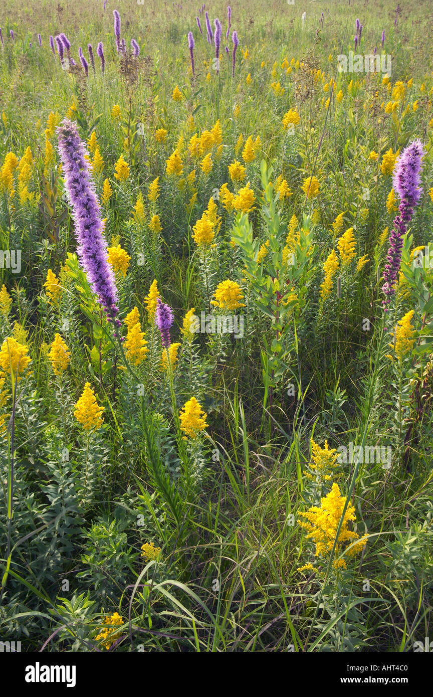 Liatris des prairies et Houghton, Mori, Prairie, Iowa USA Banque D'Images