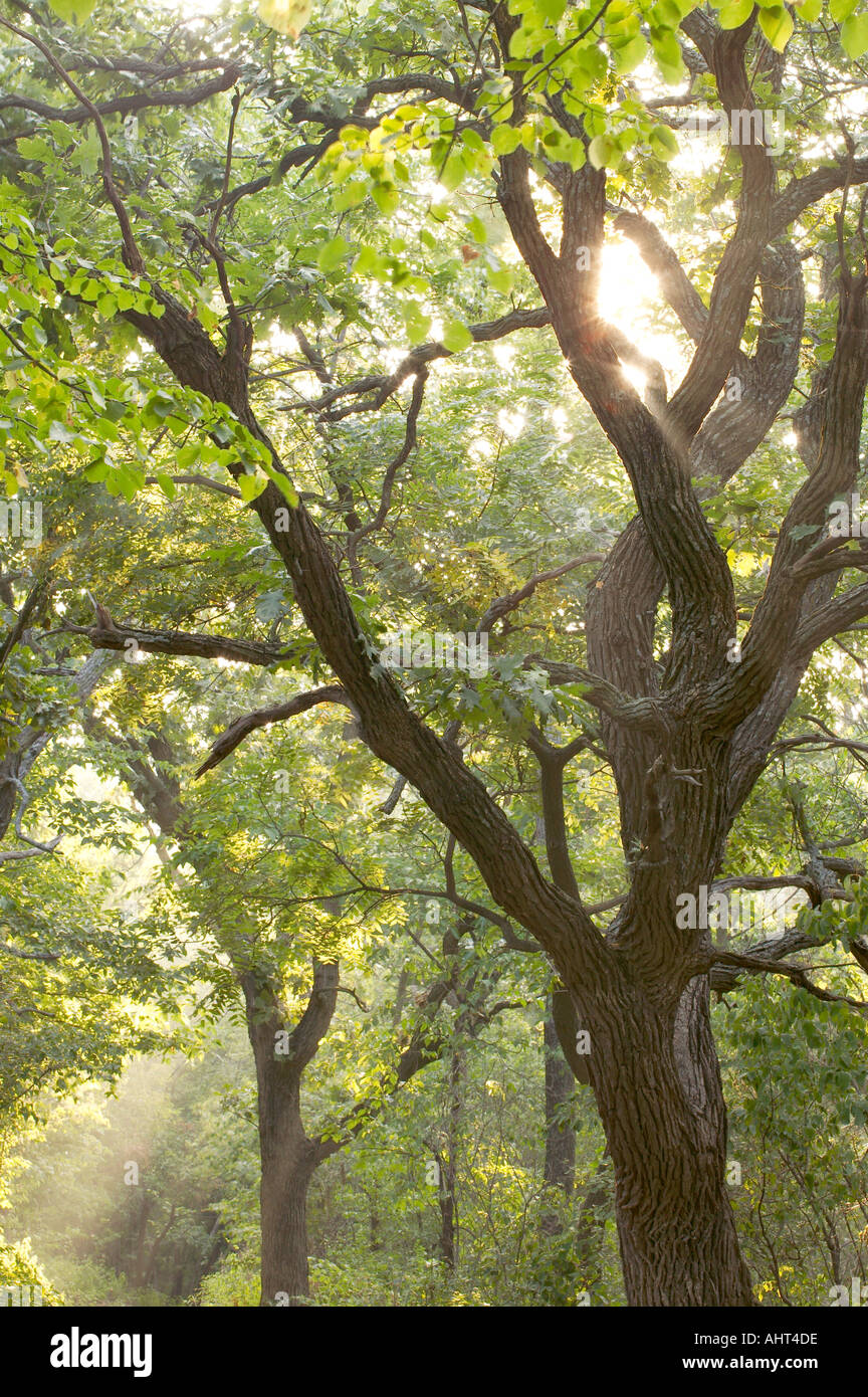 Sun shining through Oak tree, Waubonsie State Park, Iowa USA Banque D'Images