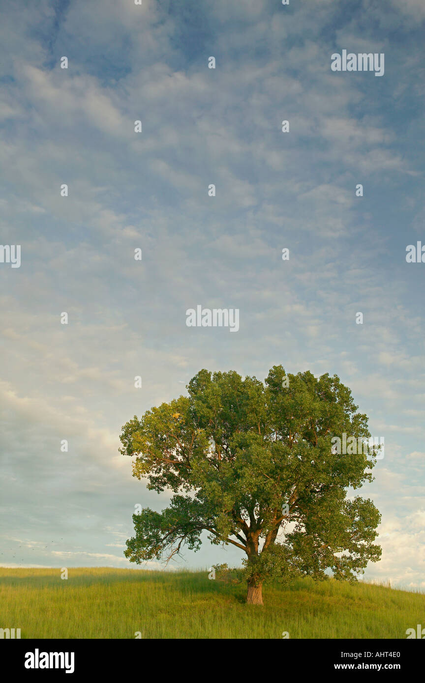 Les arbres cottonwood, Loess Hills, Iowa USA Banque D'Images