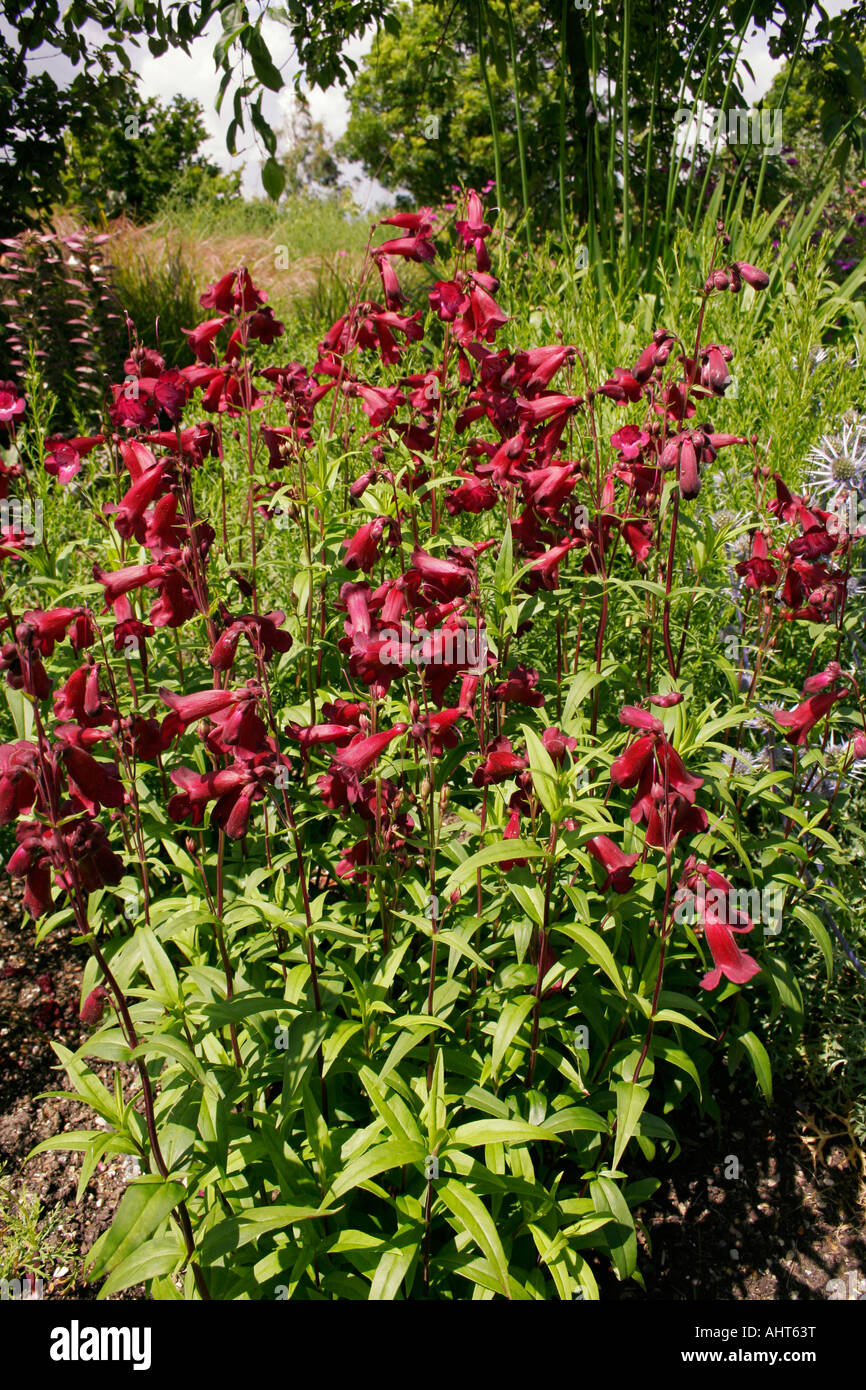 Penstemon. Vin de Porto. Scrophulariaceae. Banque D'Images