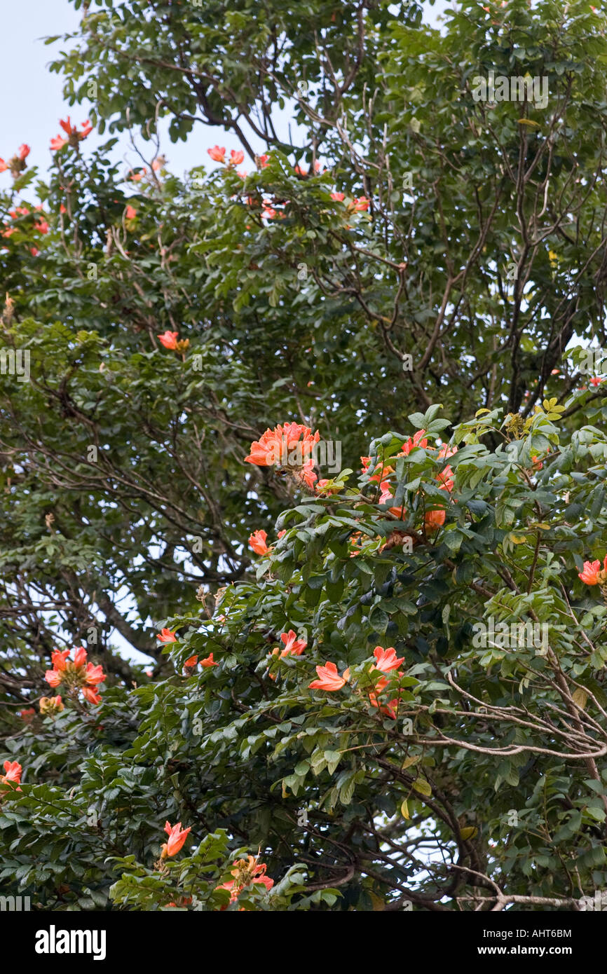 Spathodea campanulata connu sous le nom de african tulip tree, arbre Fontaine, flamme de la forêt ou Nandi flamme. Banque D'Images