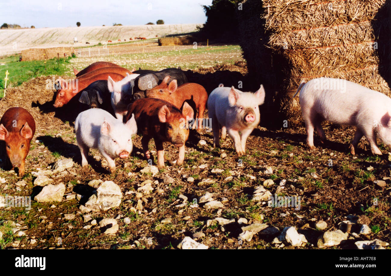 porcs dans le champ Banque D'Images