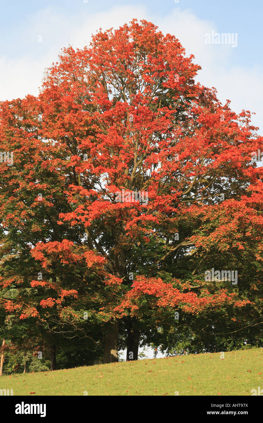 Acer platanoides avec l'automne les feuilles rouges est connue comme l'érable de Norvège Banque D'Images