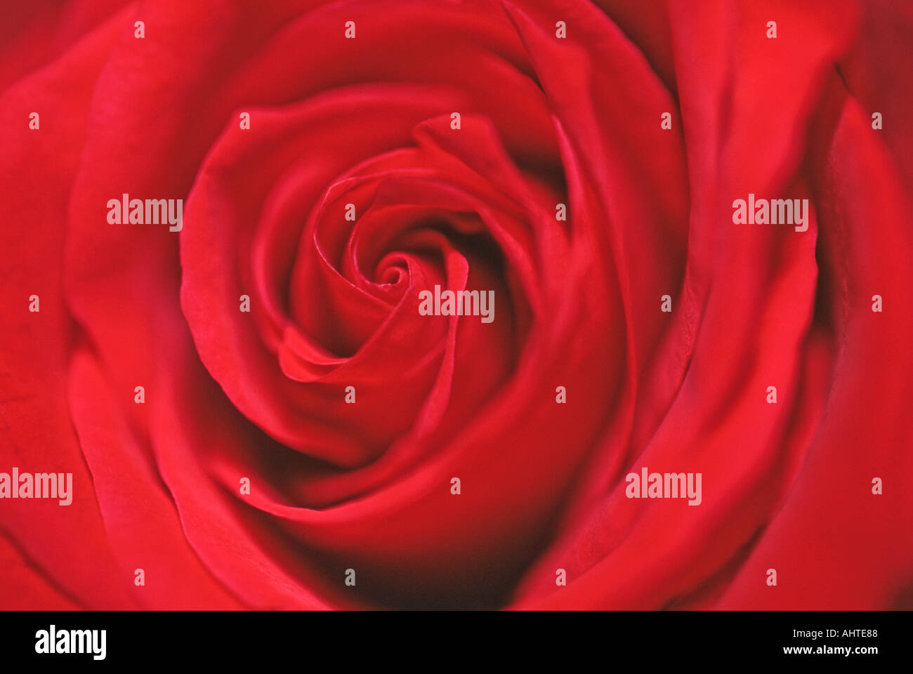 Rose rouge 2 Banque D'Images