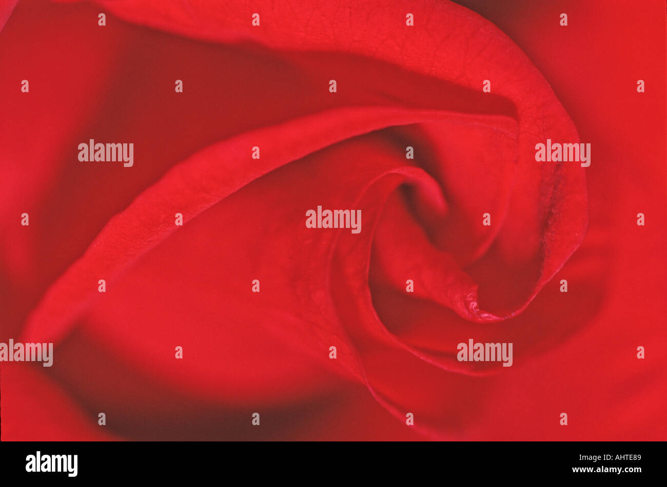 Rose rouge 3 Banque D'Images