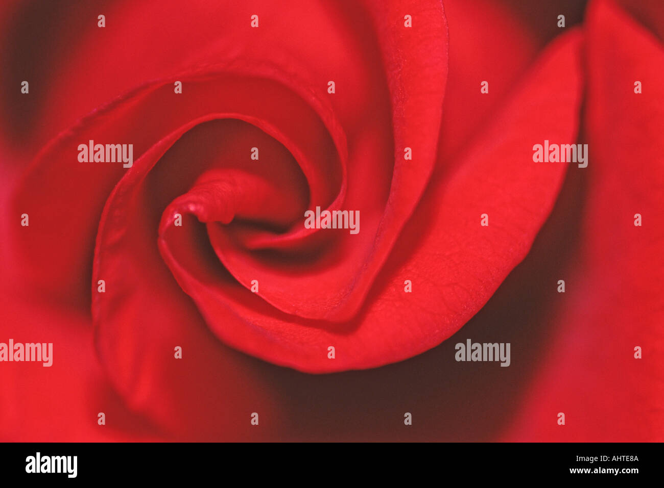 Rose rouge 4 Banque D'Images