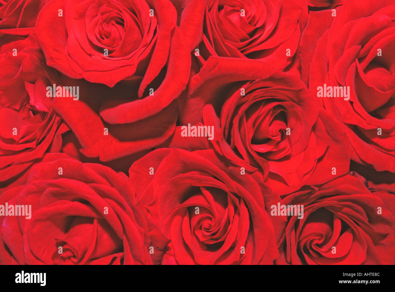 Roses rouges 1 Banque D'Images