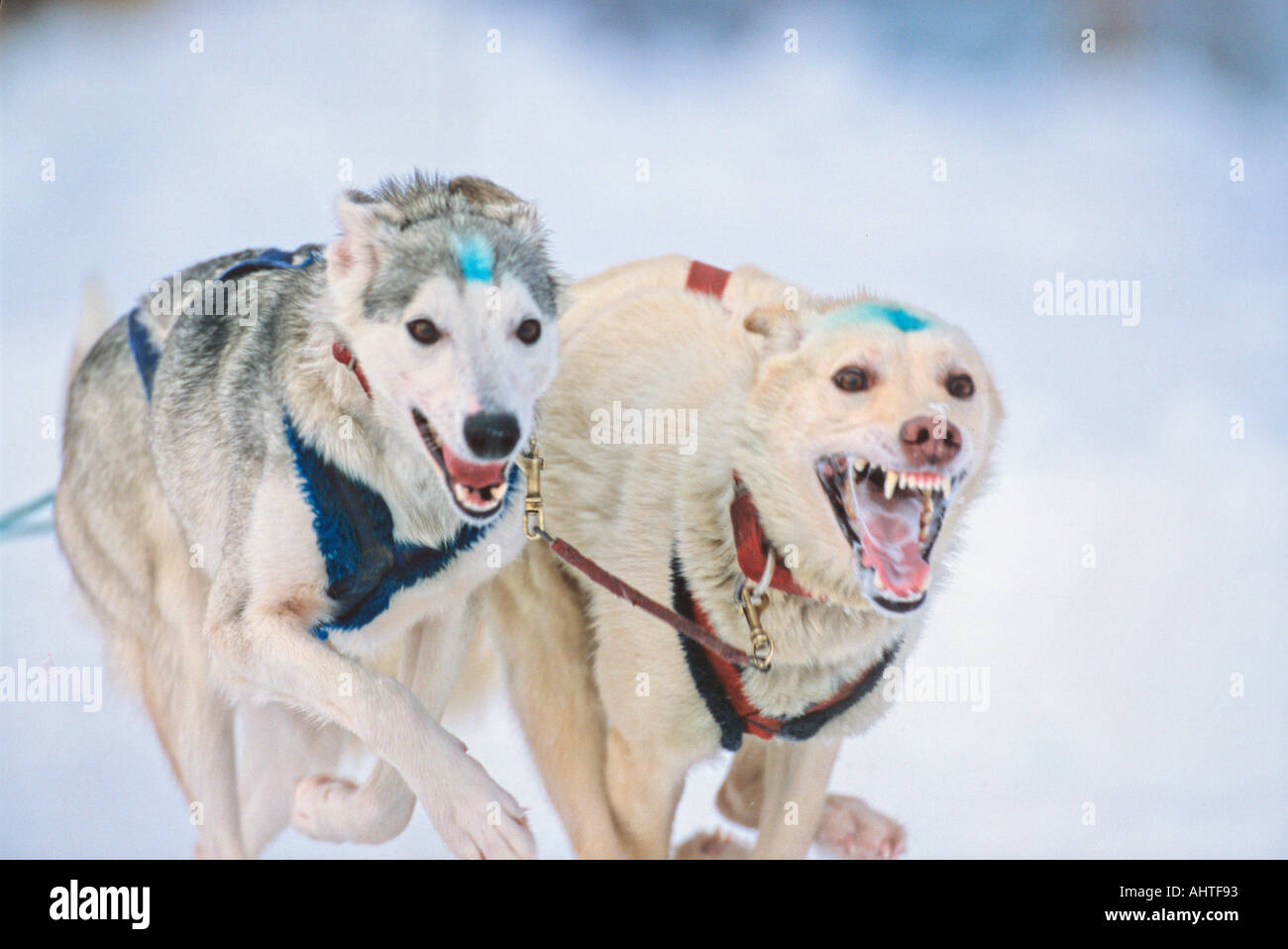 Les Huskies d'Alaska de course 4 Banque D'Images