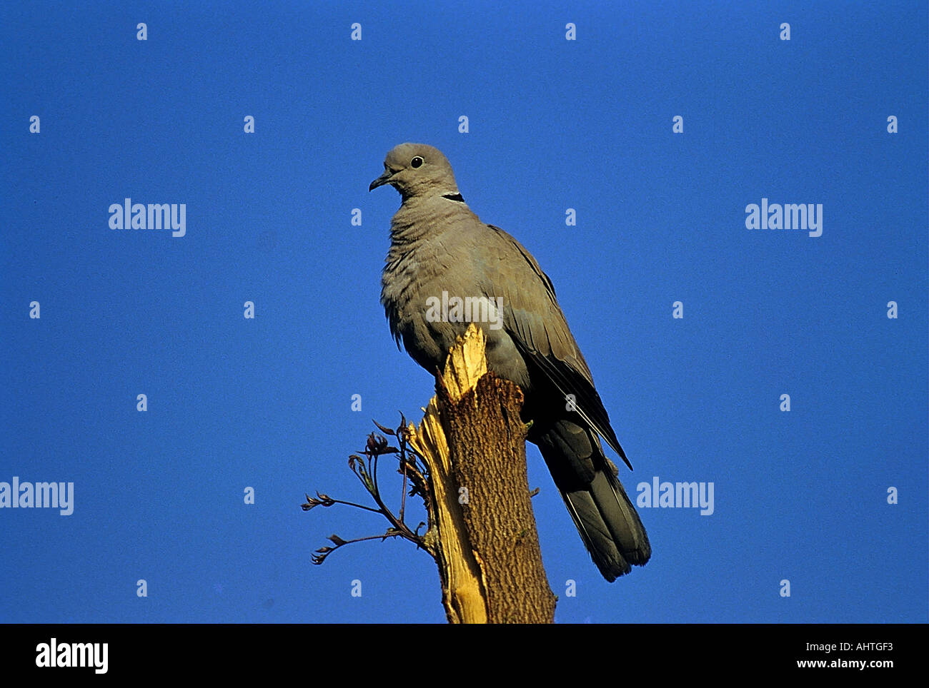 Couleur Dove71997 SNA ou anneau Dove Streptopelia decaocto Alwar Rajasthan Inde Banque D'Images