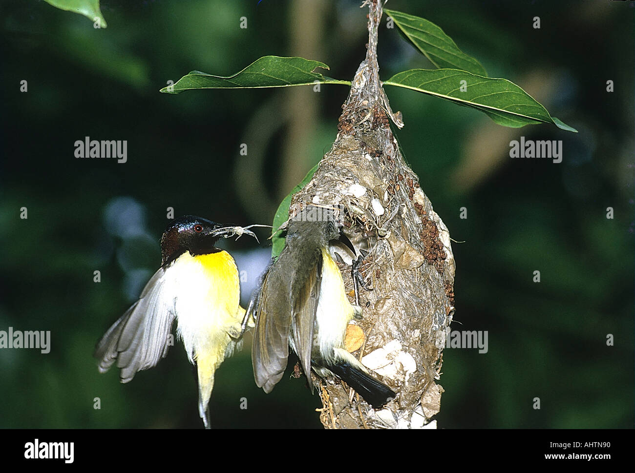 Croupion pourpre71986 SNA Sunbird Nectarinia mâle et femelle lokenia Bangalore Inde Banque D'Images