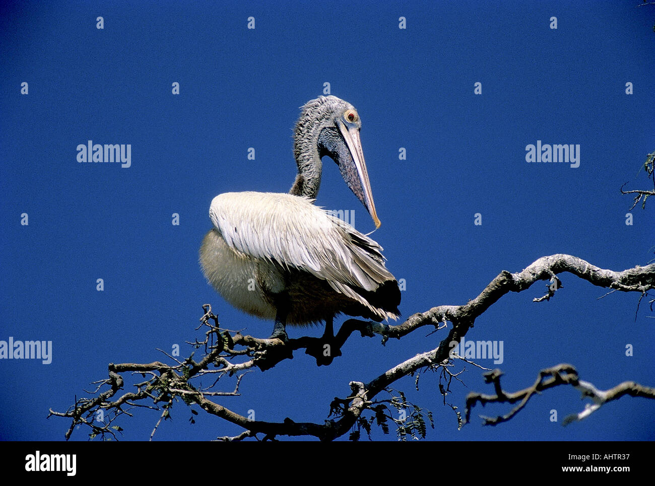 Place du SCN71941 Bec Pelican Pelecanus Philippensis Kokkare Bellur Bangalore Karnataka Inde Banque D'Images