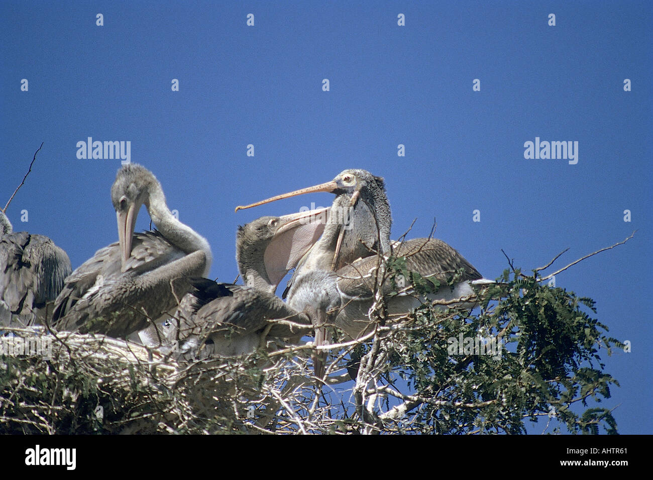 Place du SCN71942 Bec Pelican Pelecanus Philippensis Kokkare oiseaux Bellur Bangalore Karnataka Inde Banque D'Images