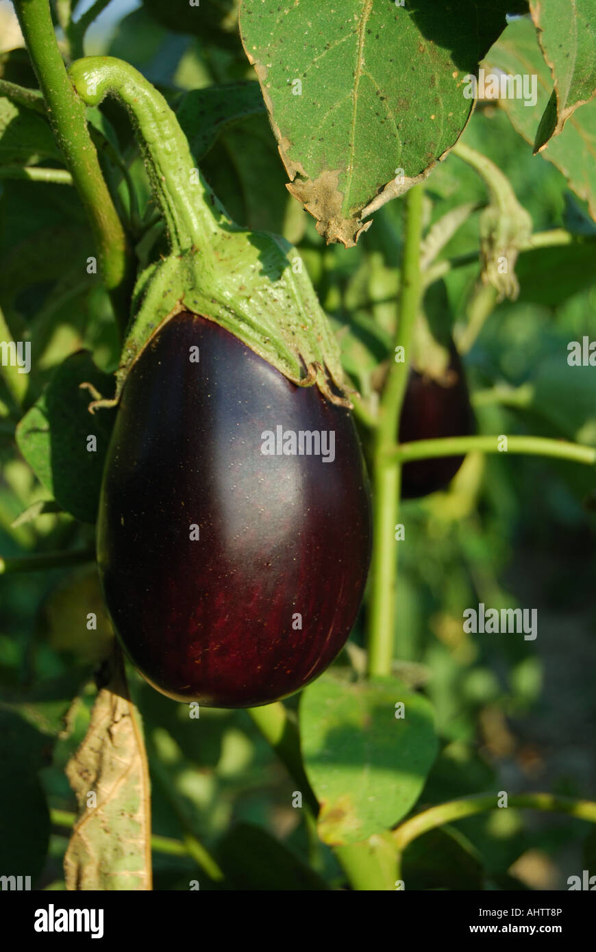 Aubergine plante, Corfou, îles Ioniennes, Grèce Banque D'Images