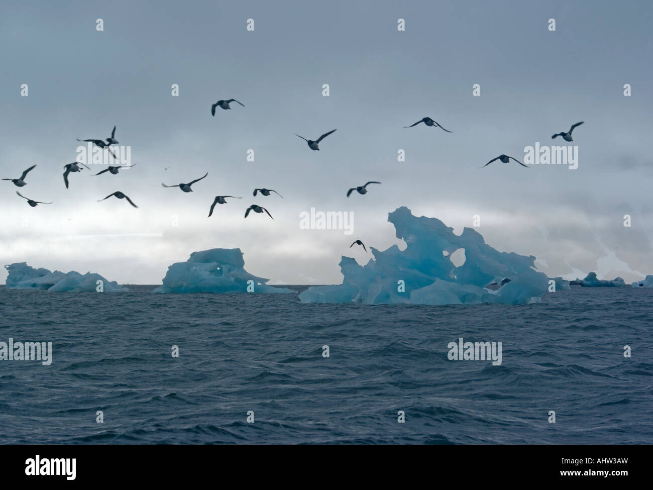 Guillemot survolant icebergs dans Hornsund, France Banque D'Images