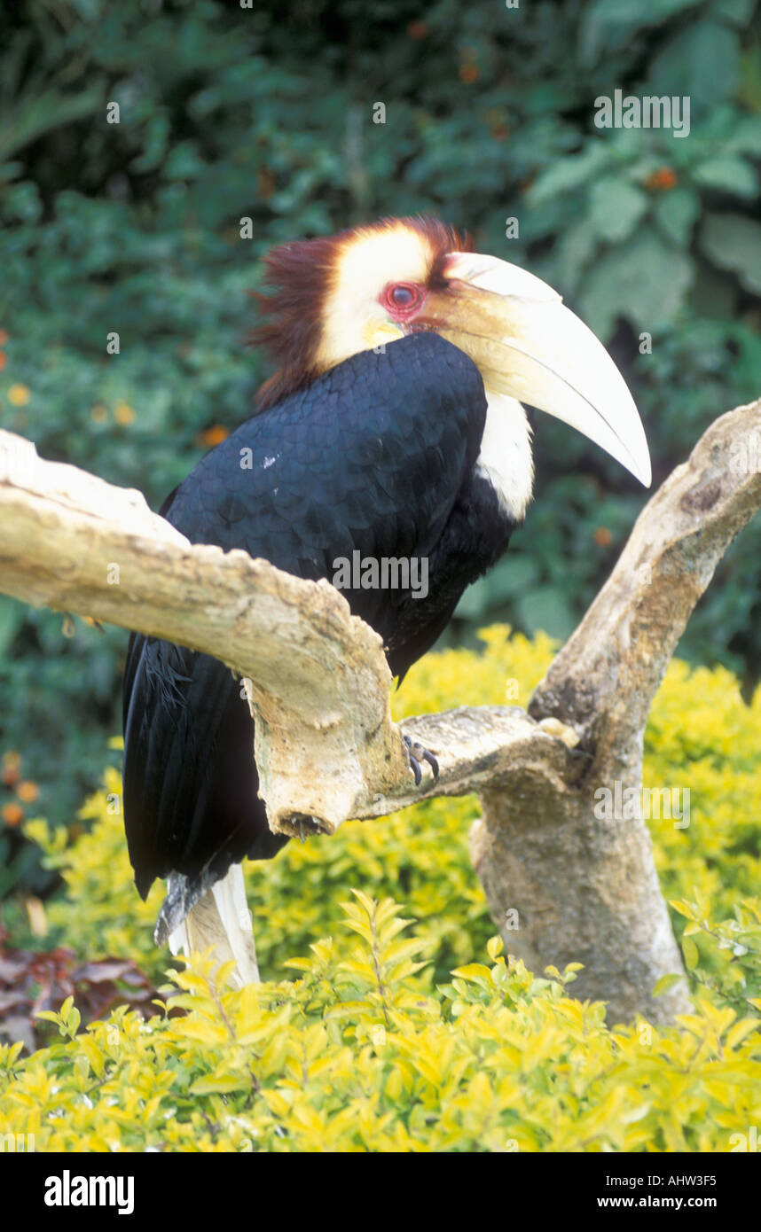 Nimbées Hornbill Banque D'Images