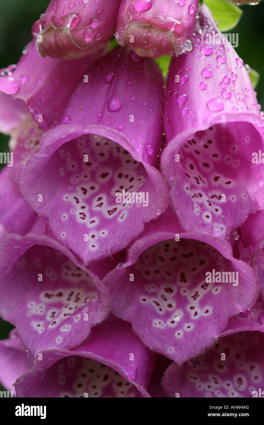 La digitale pourpre - Digitalis Purpurea - macro shot de fleurs sur tige montrant la gorge tacheté. Banque D'Images