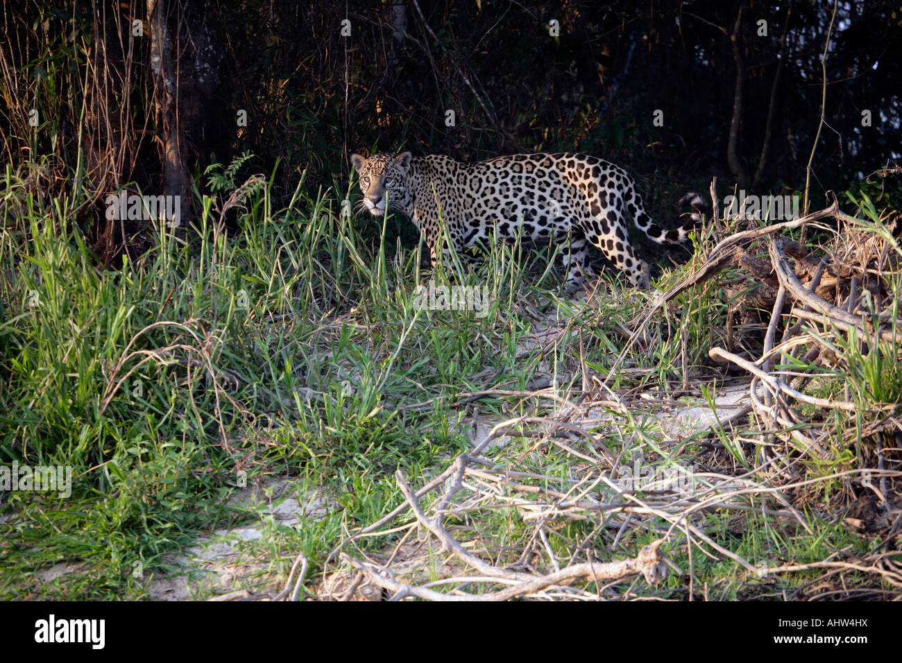 Jaguar Panthera onca Pantanal Brésil Banque D'Images