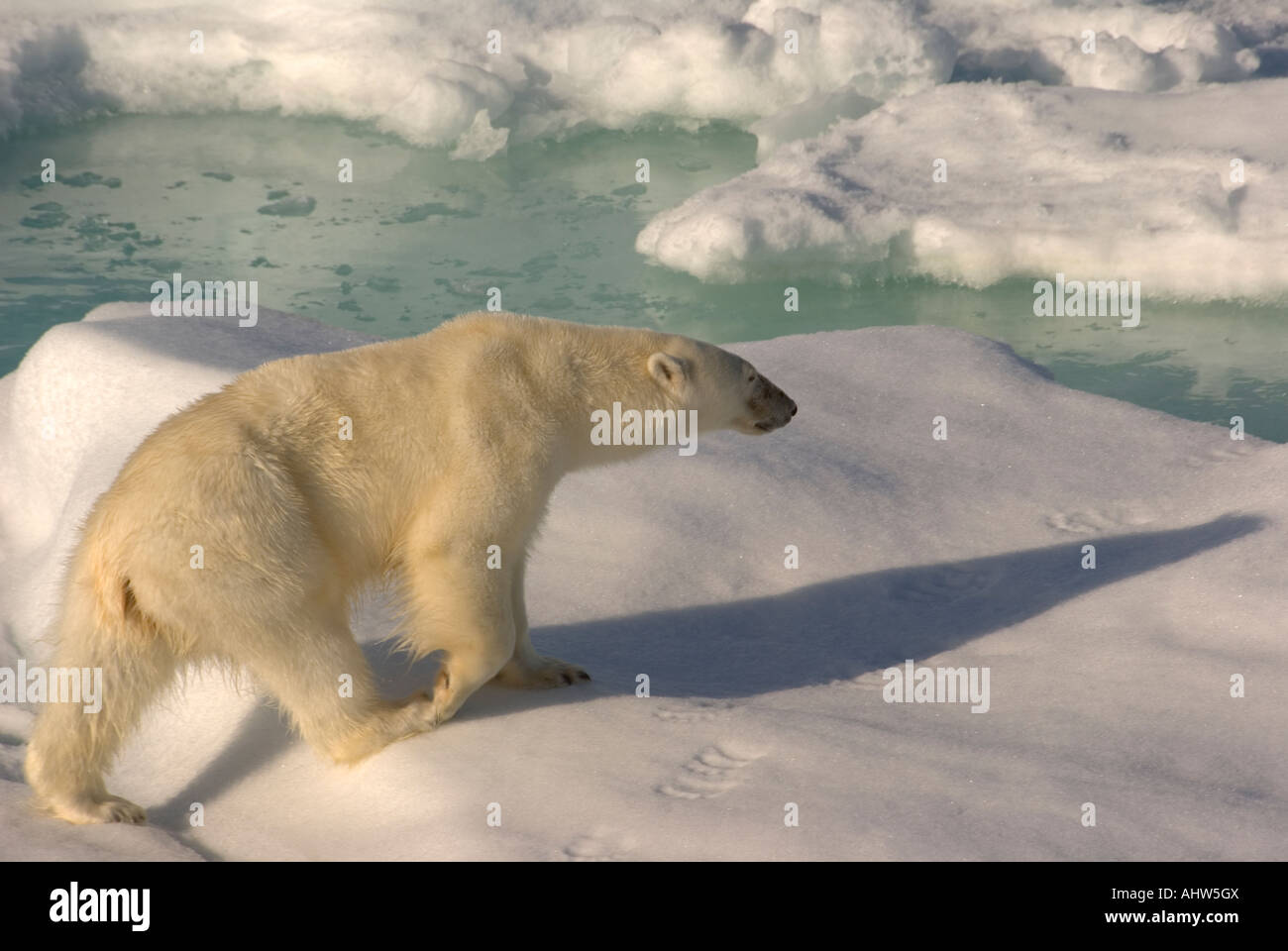 L'ours polaire sur la glace, le détroit d'Hinlopen,France Banque D'Images