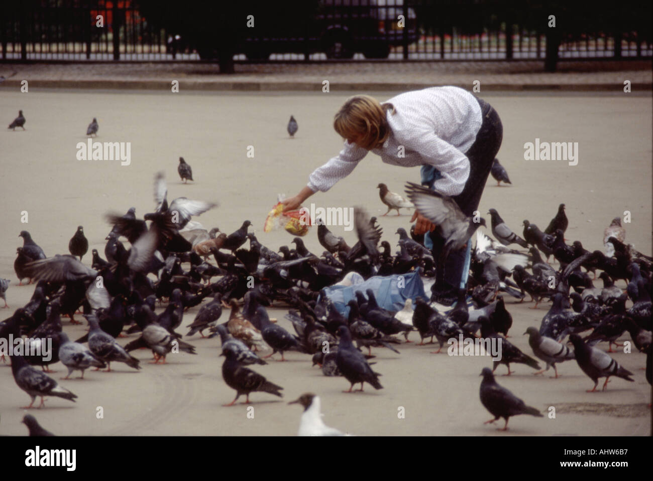 Nourrir les pigeons dans Hyde Park Londres Banque D'Images