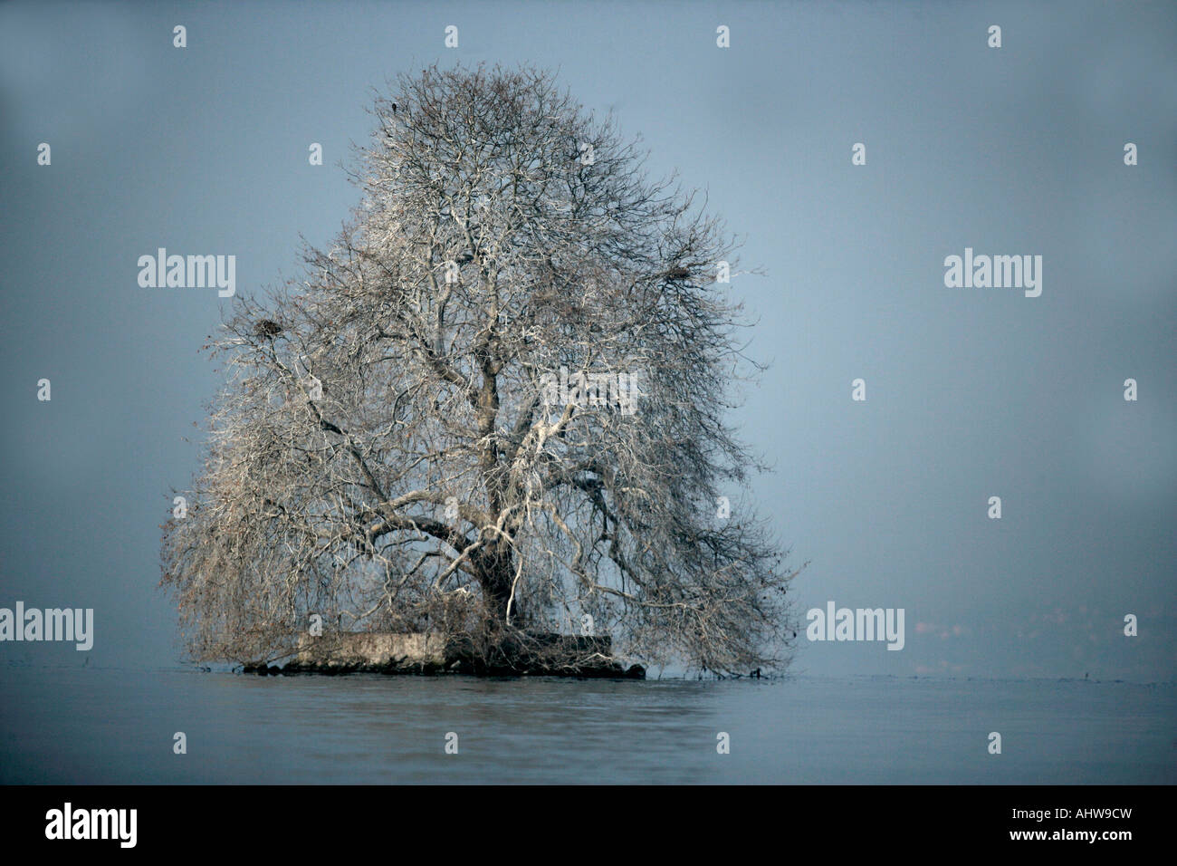 Le Lac Leman Gele Arbre Hiver Suisse Photo Stock Alamy