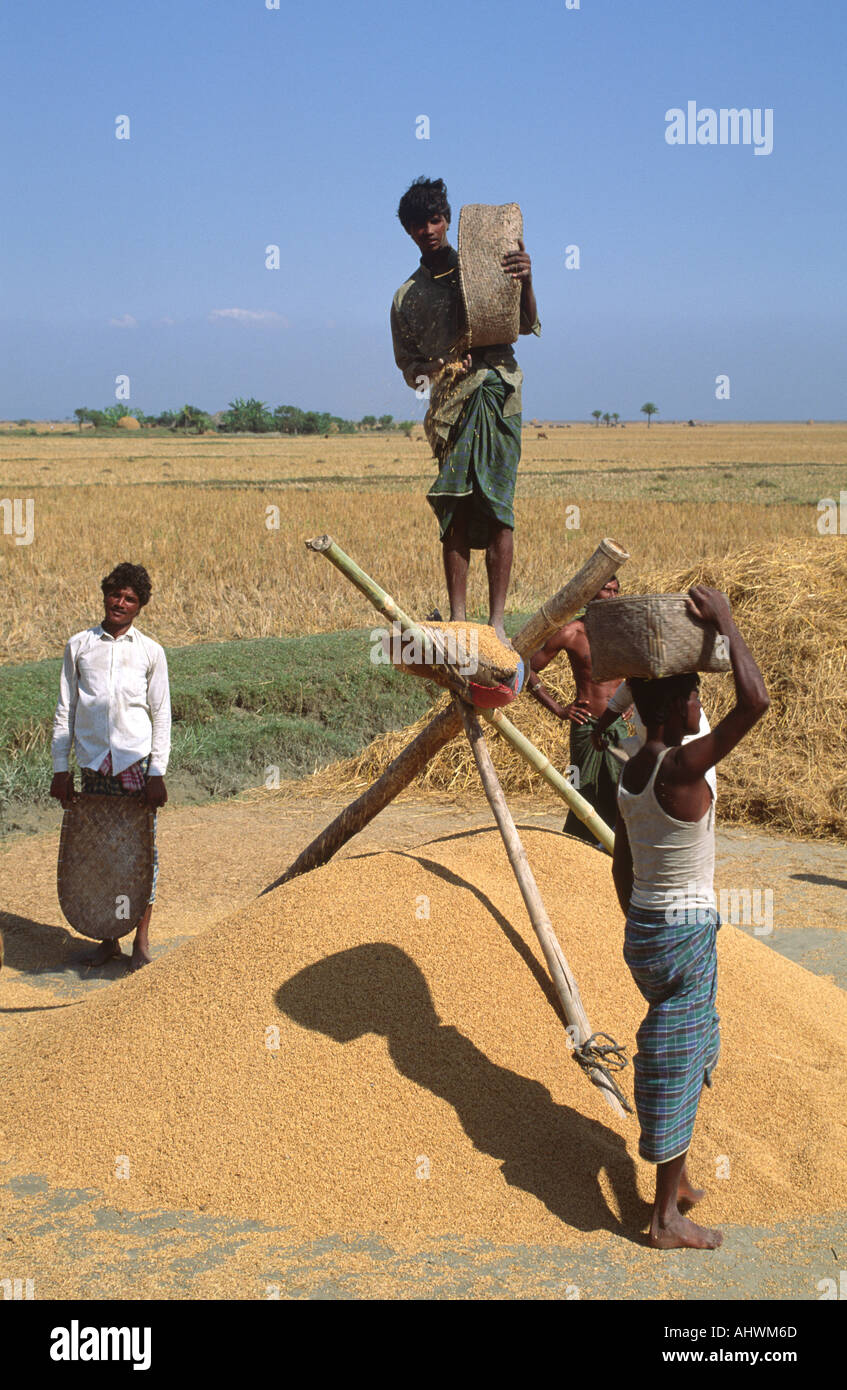 Le vannage du riz. Le Bangladesh Banque D'Images