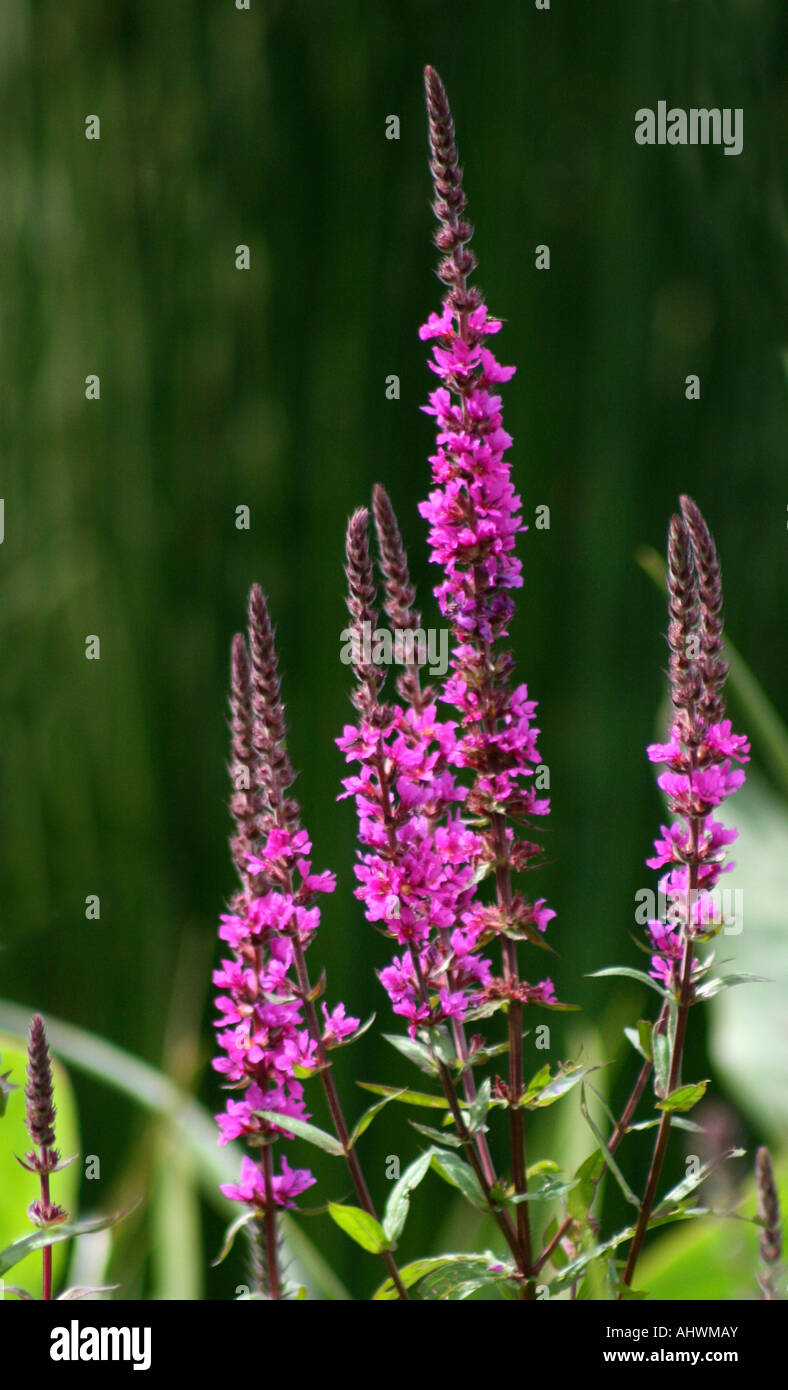 La salicaire Lythrum salicaria - AKA Stichflame Banque D'Images