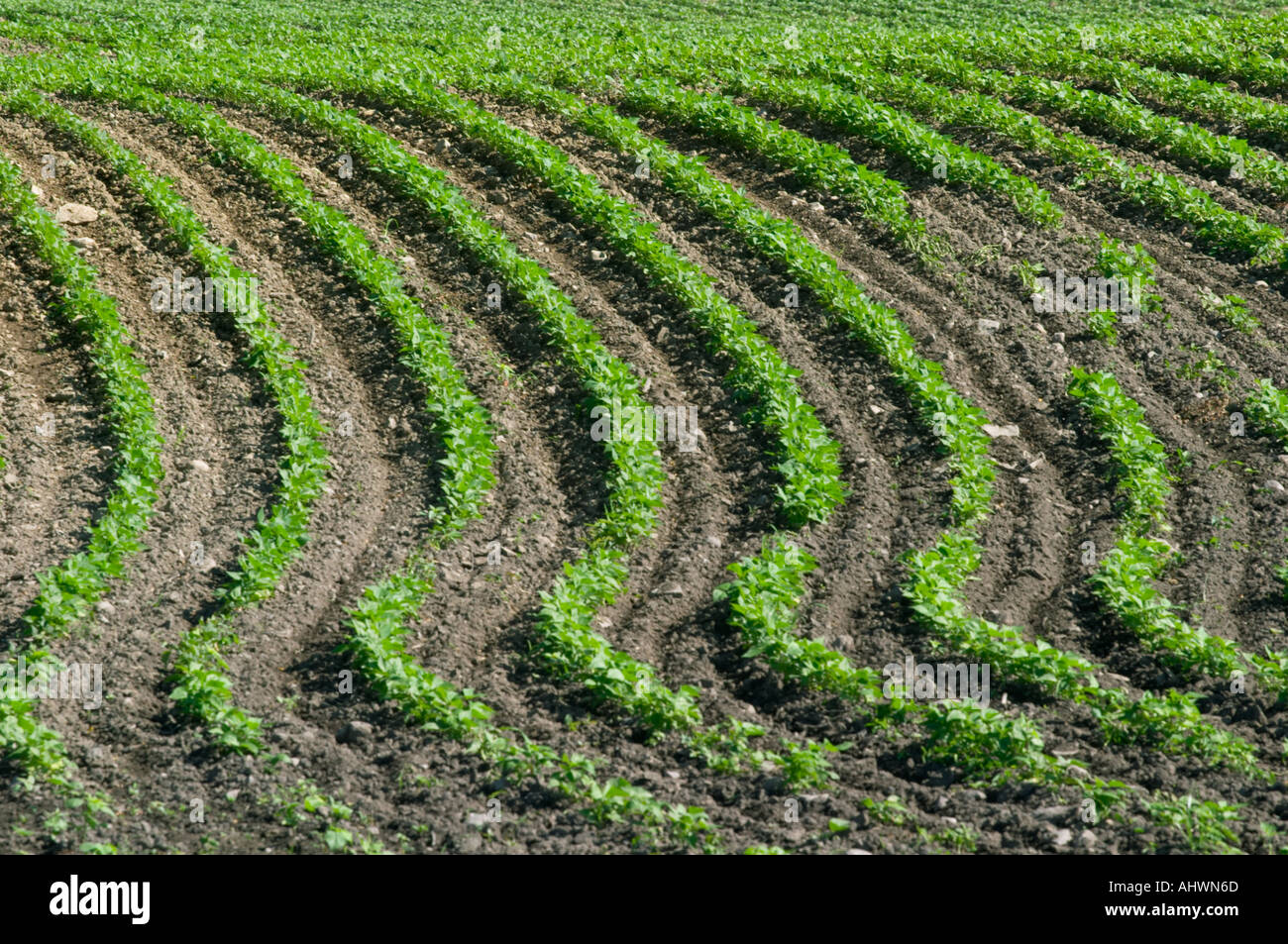 Les lignes courbes de croissance des cultures dans la région de farm field Banque D'Images