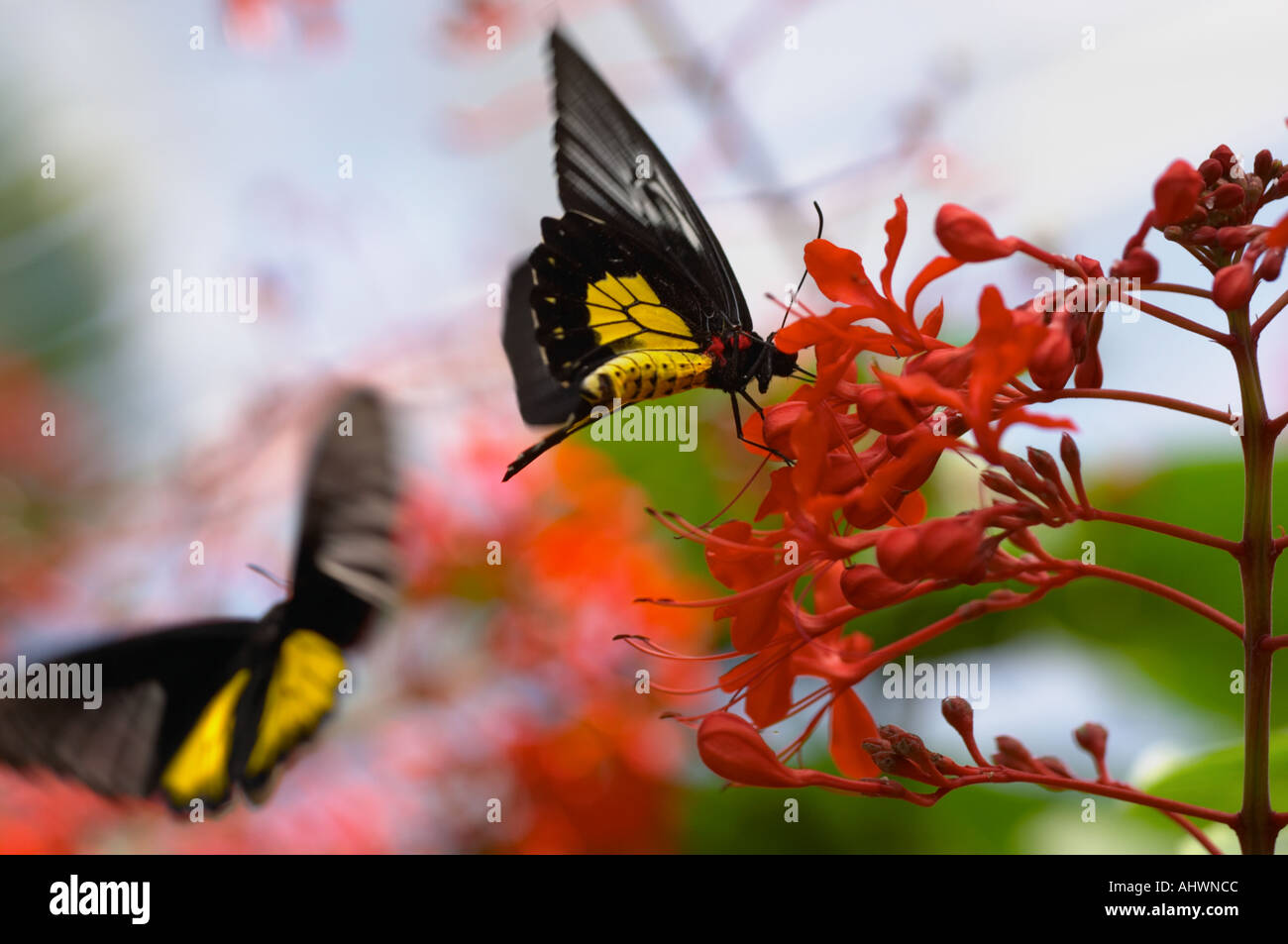 Papillons sur fleurs rouge à la Commission des parcs du Niagara Butterfly Conservatory, à Niagara Falls, Canada Banque D'Images