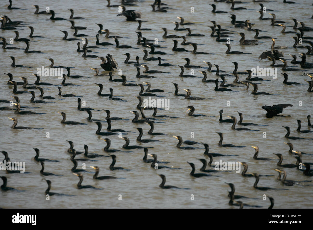 Cormoran Phalacrocorax brasilianus Brésil Banque D'Images