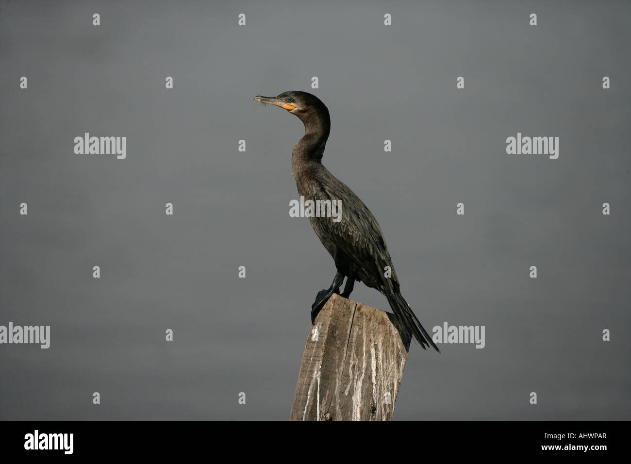 Cormoran Phalacrocorax brasilianus Brésil Banque D'Images