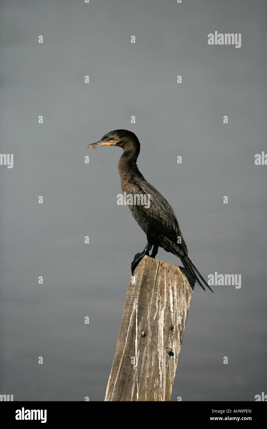 Cormoran Phalacrocorax brasilianus Brésil Banque D'Images