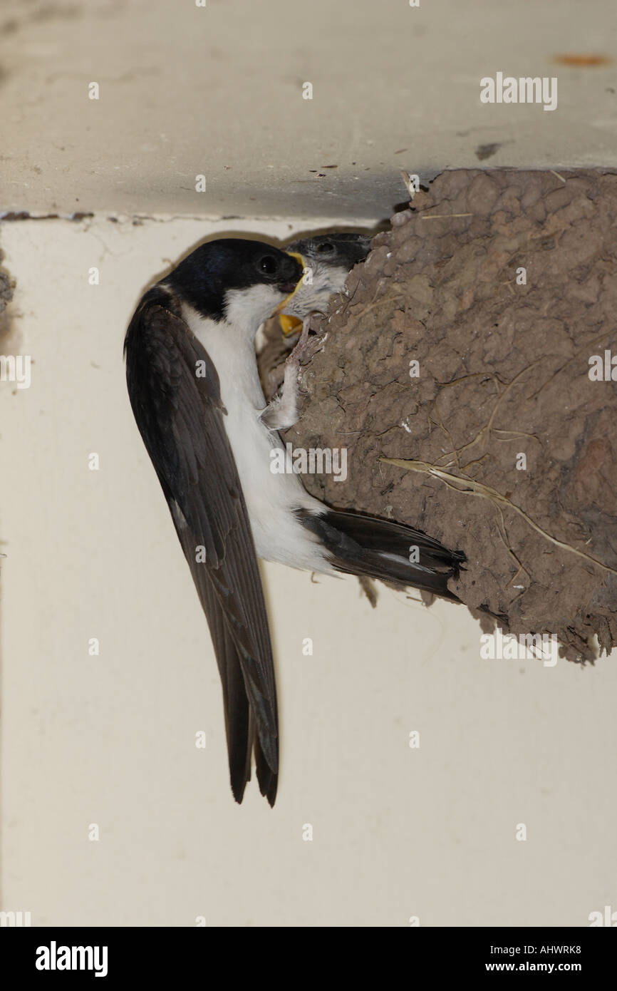 Hot House Martin nourrir les jeunes au nid Banque D'Images