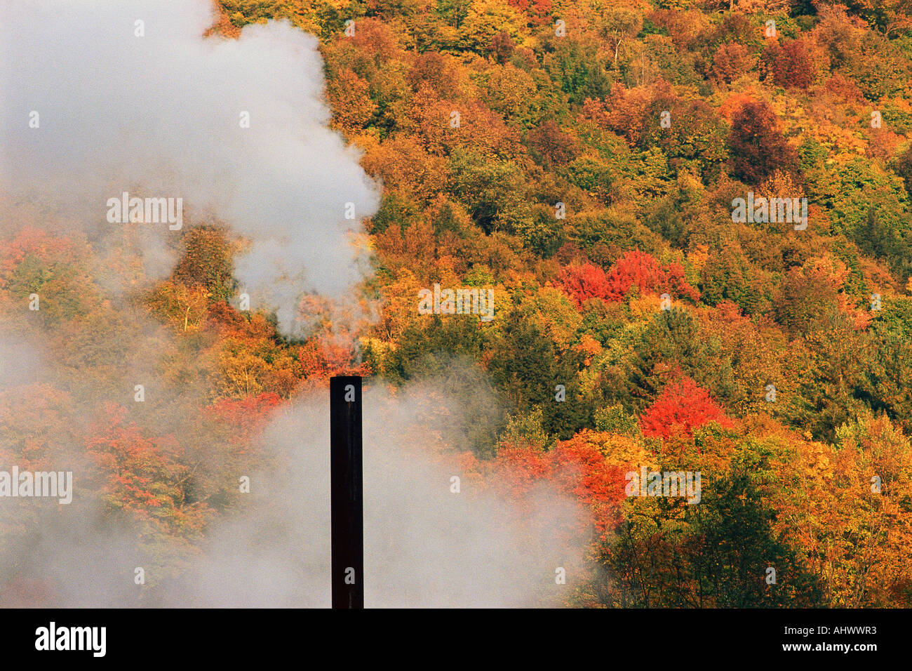 Les arbres d'automne contre la cheminée Banque D'Images